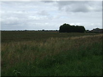 TF1564 : Crop field, Blankney Dales  by JThomas