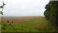 Harvested field