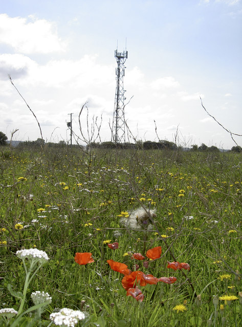 Poppies by the mast