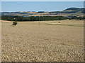 Winter wheat at Mains of Errol