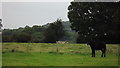 SK4201 : Donkey in a field near Cadeby by John Welford