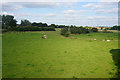 Cows on the edge of Farnworth