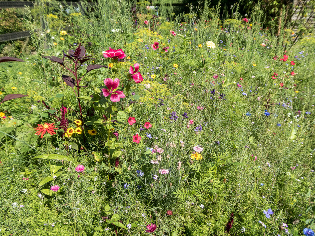 Wild Flower Area, Capel Manor, Enfield