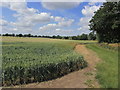 On the Essex Way beside the R Colne, W of Fordstreet