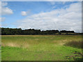 Grassland below Woodhouse Farm