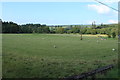 Farmland with Sheep near Milton