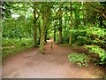 A Path in Arrowe Country Park