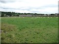 Sheep pasture east of Tideswell Lane, Eyam