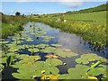 L6249 : Lilies, Lough Nakilla by Jonathan Wilkins