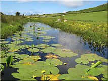 L6249 : Lilies, Lough Nakilla by Jonathan Wilkins