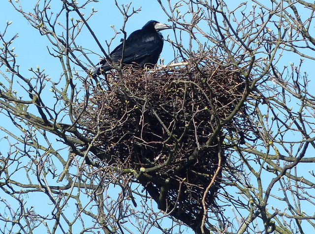 Rooks nest in Rectory Place