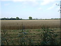 Crop field off Furze Lane