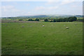 SD6607 : Sheep near Chew Moor by Bill Boaden
