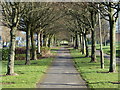 Tree lined path along the A563 New Parks Way