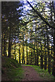 West Somerset : Woodland Path