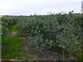 Field of blueberries at Downieken