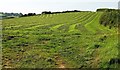 SX2559 : Mown grass, Trewidland by Derek Harper