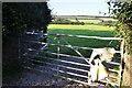 West Somerset : Grassy Field & Gate