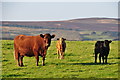 West Somerset : Grassy Field & Cattle