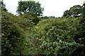 Coastal path near Nodes Point Holiday Park