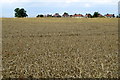 Houses on the Ashby road over the wheat field