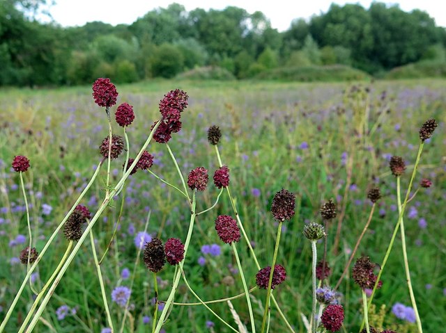 Great Burnet Sanguisorba Officinalis © Andrew Curtis Cc By Sa20