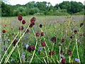 NZ1565 : Great burnet (Sanguisorba officinalis), Tyne Riverside Country Park by Andrew Curtis