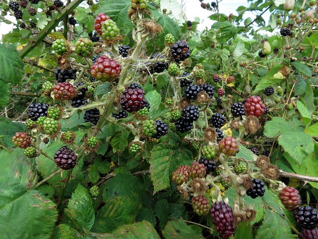 Blackberries by Reigh Burn © Andrew Curtis :: Geograph Britain and Ireland