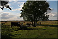 Cattle near Star  Fen Farm, Heckington