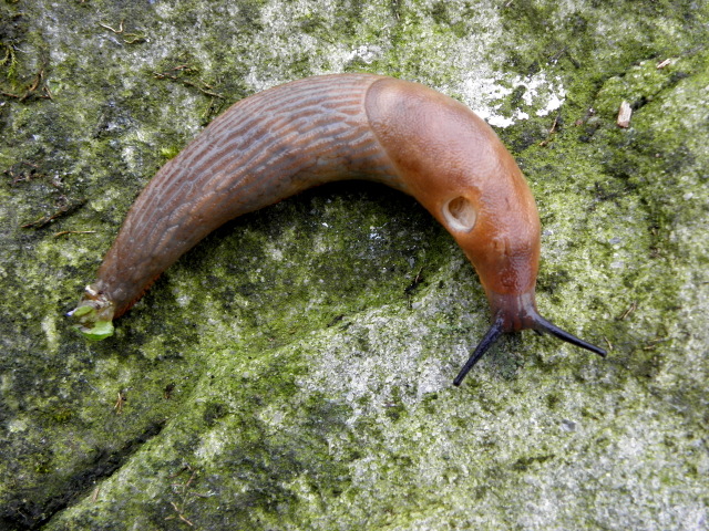 Slug, Aghintain © Kenneth Allen cc-by-sa/2.0 :: Geograph Ireland