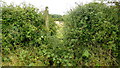 Overgrown stile