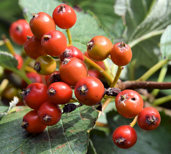 Rowan berries, Helen's Bay (September 2015)