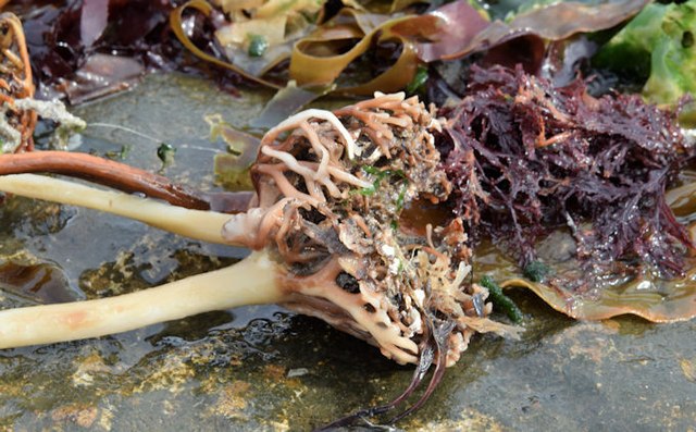 Seaweed, Helen's Bay - September 2015(2)