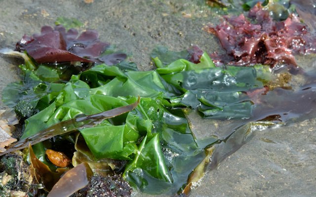 Seaweed, Helen's Bay - September 2015(3)