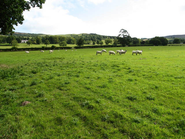 Grazing fields near Llangwyfan