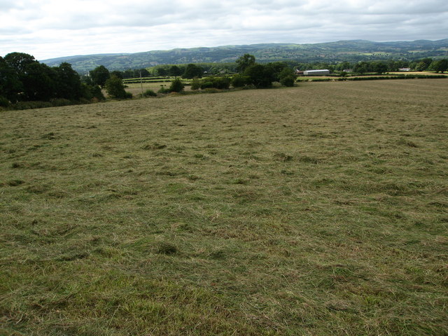 Field of newly mown hay
