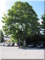 Yeovil Bus Link bus stop under a tree at Yeovil Pen Mill