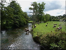 SK2366 : Cattle in the River Wye at Haddon Hall by Paul Croft