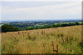 Grassland on Dob Hill