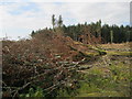 Coed Rhos-Fawr Forest