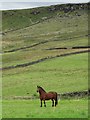 Stallion at Addingham Moorside