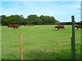 Cattle on the move by Godmarks Farm