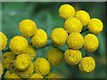 NZ1465 : Tansy (Tanacetum vulgare) - detail by Andrew Curtis