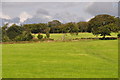 North Devon : Grassy Field