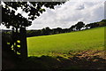 North Devon : Grassy Field