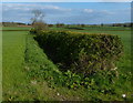 Farmland south of Barkby Thorpe