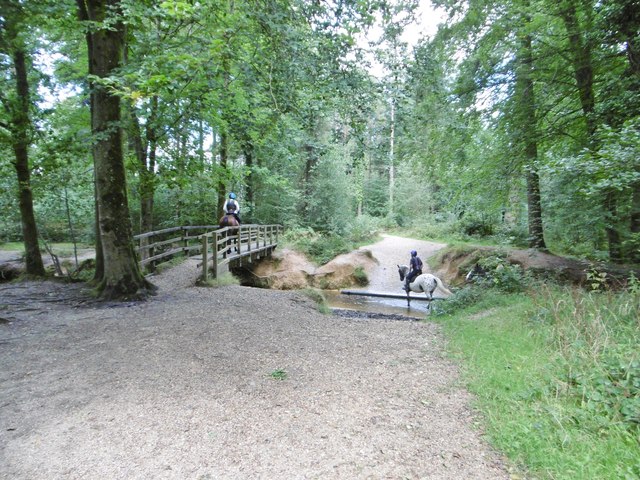 Costicles Pond, New Forest - area information, map, walks and more