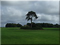 Farmland and copse