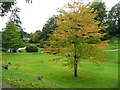 Tree in the garden, Ightham Mote