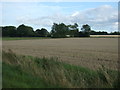 Stubble field off Mill Road